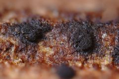 Cryptocoryneum condensatum