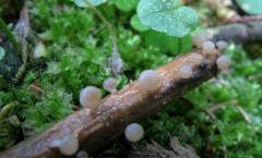 Cudoniella clavus