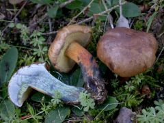 Cyanoboletus pulverulentus