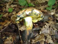 Cyanoboletus pulverulentus