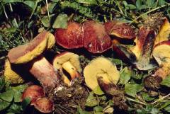 Cyanoboletus pulverulentus