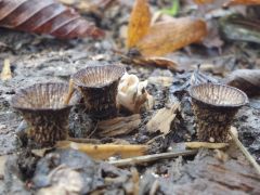 Cyathus striatus