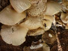 Cyclocybe cylindracea