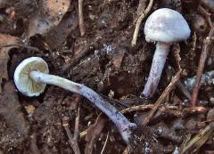 Cystolepiota bucknallii