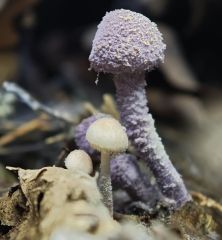 Cystolepiota bucknallii