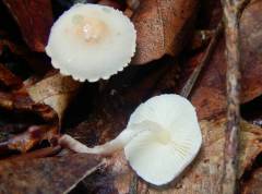 Cystolepiota seminuda