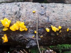 Dacrymyces chrysospermus