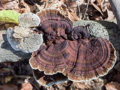 Daedaleopsis tricolor