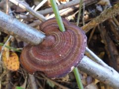 Daedaleopsis tricolor