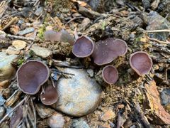 Daleomyces brunneoviolaceus