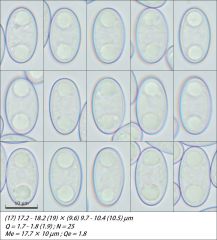 Daleomyces brunneoviolaceus