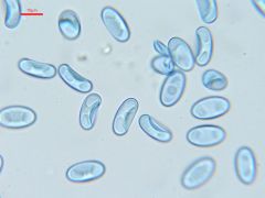 Daleomyces brunneoviolaceus