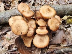 Desarmillaria tabescens