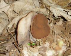 Discina ancilis