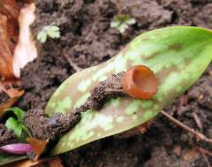 Dumontinia tuberosa