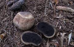 Elaphomyces granulatus