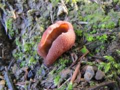 Encoelia furfuracea