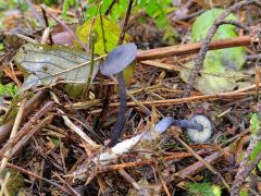 Entocybe nitida