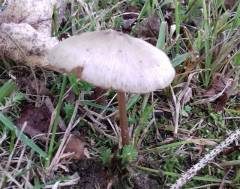 Entocybe turbida