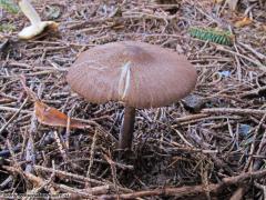 Entoloma allochroum