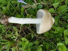 Entoloma aprile