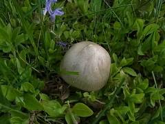 Entoloma aprile