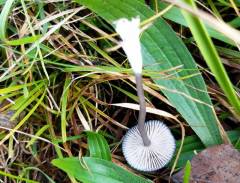 Entoloma asprellum