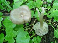 Entoloma clypeatum