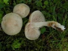 Entoloma clypeatum