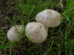 Entoloma clypeatum