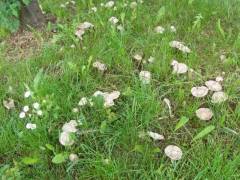 Entoloma clypeatum