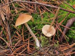 Entoloma cuneatum