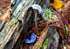 Entoloma euchroum