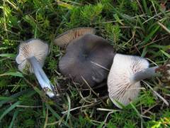 Entoloma lampropus