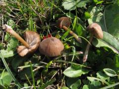 Entoloma longistriatum