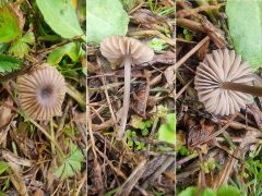 Entoloma minutum