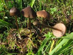 Entoloma papillatum