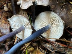 Entoloma placidum