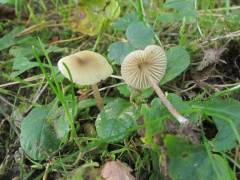 Entoloma pleopodium