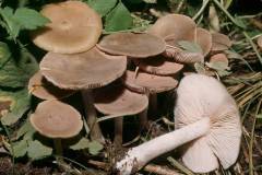 Entoloma politum