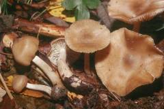 Entoloma prunuloides