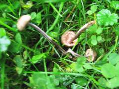 Entoloma querquedula