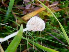 Entoloma sericellum