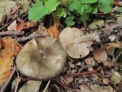 Entoloma sericeoides