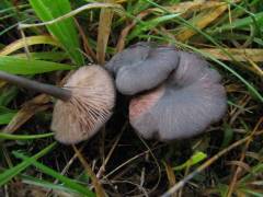 Entoloma serrulatum