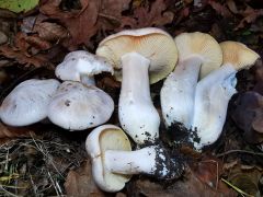 Entoloma sinuatum