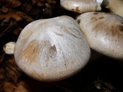 Entoloma sinuatum