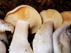 Entoloma sinuatum