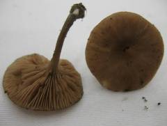 Entoloma undatum