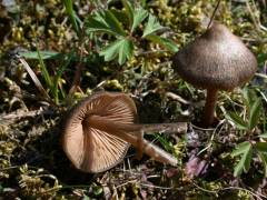 Entoloma vernum